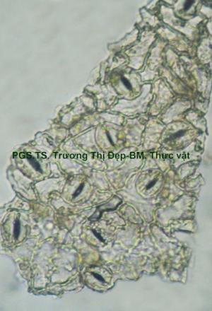 mảnh biểu bì dưới