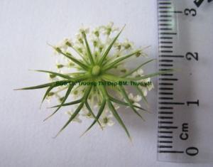 Tiểu bao lá bắc