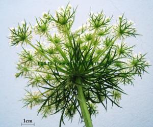 Tổng bao lá bắc