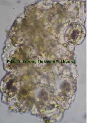 mảnh biểu bì dưới