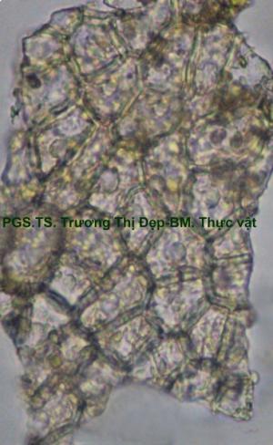 Mảnh biểu bì trên