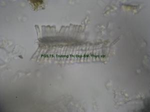 Mảnh mạch vạch