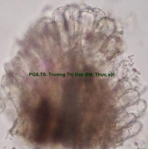 Mảnh đầu nhụy