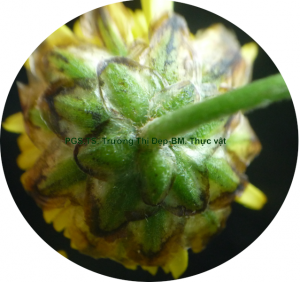 Tổng bao lá bắc