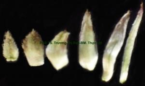 lá bắc của đầu