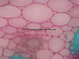 Ống tiết ly bào