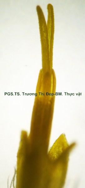 bao phấn dính nhau