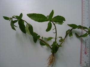 Dạng sống cỏ đứng