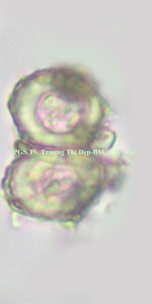 tế bào mô cứng