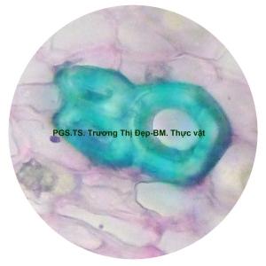 Tế bào mô cứng