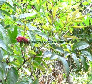 đối diện với lá