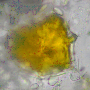 tế bào tiết tinh dầu