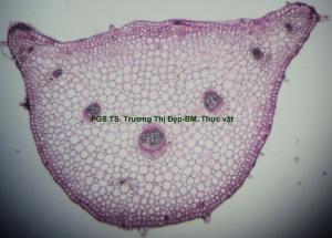 Vi phẫu cuống lá