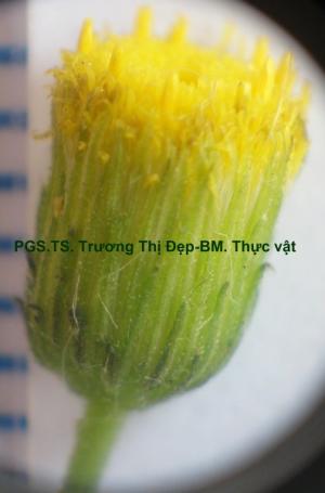 Tổng bao lá bắc