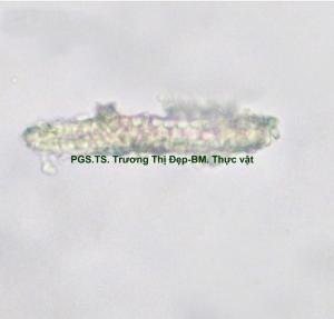 tế bào mô cứng