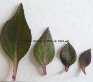 kích thước thay đổi