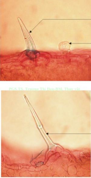 Lông che chở và lông tiết