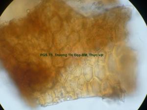 Mảnh biểu bì vỏ quả