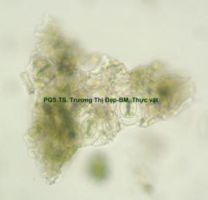 mảnh biểu bì dưới