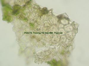 Mảnh biểu bì trên