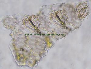 Mảnh biểu bì dưới