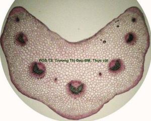 Vi phẫu cuống lá