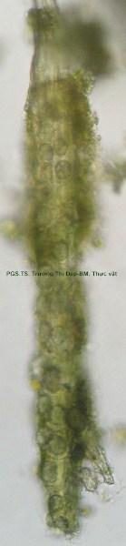 sợi có tinh thể