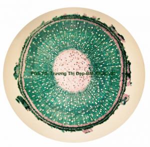 Vi phẫu thân già