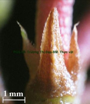 Lá bắc và lá bắc con