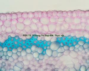 Trụ bì hóa mô cứng