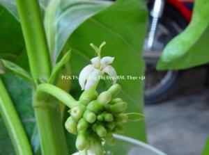 Vòi và đầu nhụy