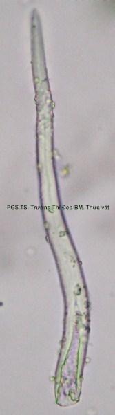 Lông che chở đơn bào