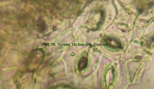 Mảnh biểu bì dưới