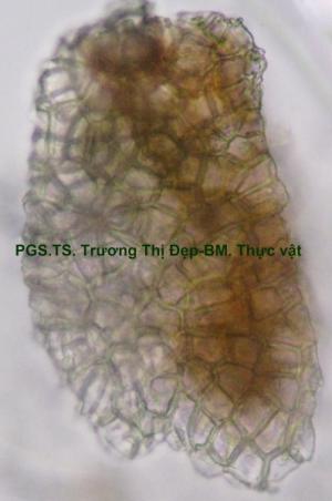 Mảnh biểu bì trên