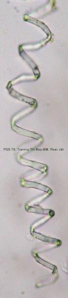 Mảnh mạch xoắn