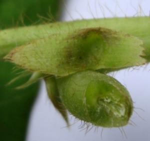 Lá kèm của lá chét