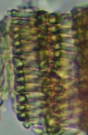 Mảnh mạch vạch