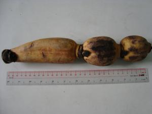 Thân rễ phình to thành củ