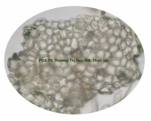 mảnh biểu bì trên