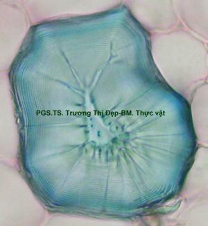 Tế bào mô cứng