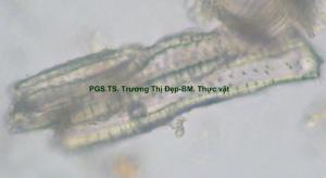 Tế bào mô cứng