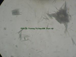 tinh thể hình kim