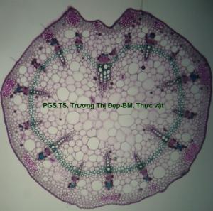 Vi phẫu cuống lá