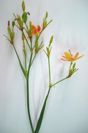 tán hợp lại thành cụm hoa